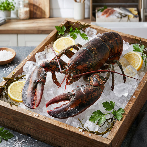 Whole Live Boston Lobster